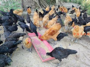 抓“鸡”遇！阆中市兄妹家庭农场土鸡产业高质量发展